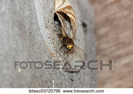 "Hornet (Vespa crabro), at its nest in an artificially provided hollow stone, Rhineland-Palatinate, Germany, Europe" View Large Photo Image Stock Photograph - "Hornet (Vespa crabro), at its nest in an artificially provided hollow stone, Rhineland-Palatinate, Germany, Europe". Fotosearch