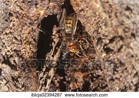 "Hornet (Vespa crabro) collecting wood fibres from a wounded oak, Wahner Heide nature reserve, North Rhine-Westphalia, Germany, Europe" View Large Photo Image Stock Photo - "Hornet (Vespa crabro) collecting wood fibres from a wounded oak, Wahner Heide nature reserve, North Rhine-Westphalia, Germany, Europe". Fotosearch