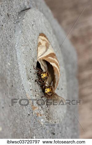 "Hornets (Vespa crabro), at their nest in an artificially provided hollow stone, Rhineland-Palatinate, Germany, Europe" View Large Photo Image Stock Photo - "Hornets (Vespa crabro), at their nest in an artificially provided hollow stone, Rhineland-Palatinate, Germany, Europe". Fotosearch