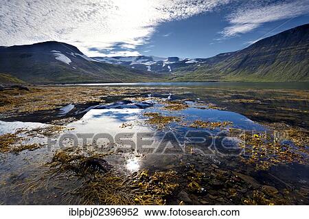 Stock Image - "Hornstrandir, Westfjords, West Iceland, Iceland, Europe". Fotosearch