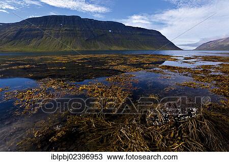 "Hornstrandir, Westfjords, West Iceland, Iceland, Europe" View Large Photo Image Stock Image - "Hornstrandir, Westfjords, West Iceland, Iceland, Europe". Fotosearch