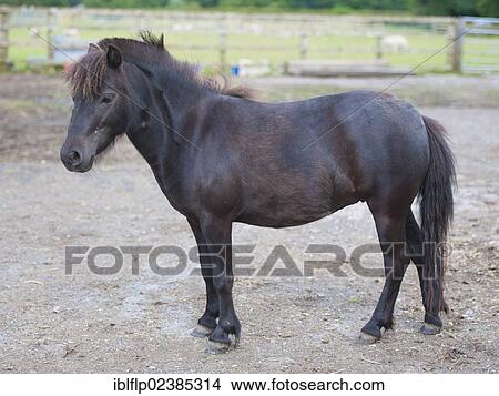 "Horse, American Miniature Horse, mare, standing, Cheshire, England, United Kingdom, Europe" View Large Photo Image Picture - "Horse, American Miniature Horse, mare, standing, Cheshire, England, United Kingdom, Europe". Fotosearch