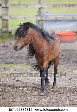 "Horse, American Miniature Horse, mare, walking, Cheshire, England, United Kingdom, Europe" View Large Photo Image Stock Image - "Horse, American Miniature Horse, mare, walking, Cheshire, England, United Kingdom, Europe". Fotosearch
