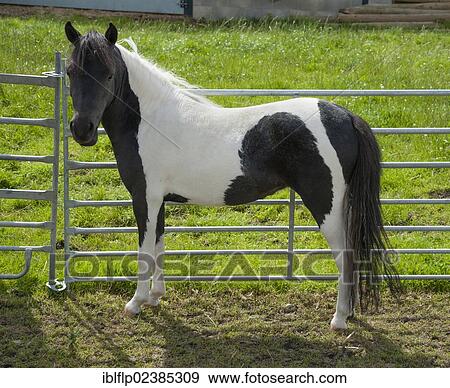 "Horse, American Miniature Horse, mare, standing beside fence, Cheshire, England, United Kingdom, Europe" View Large Photo Image Stock Photo - "Horse, American Miniature Horse, mare, standing beside fence, Cheshire, England, United Kingdom, Europe". Fotosearch