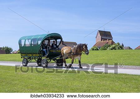 "Horse and cart to transport tourists, Baltrum, East Frisian Islands, East Frisia, Lower Saxony, Germany, Europe" View Large Photo Image Stock Image - "Horse and cart to transport tourists, Baltrum, East Frisian Islands, East Frisia, Lower Saxony, Germany, Europe". Fotosearch