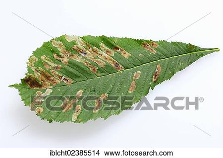 "Horse Chestnut (Aesculus hippocastanum), leaf with damage by Horse Chestnut Leaf-miner (Cameraria ohridella), North Rhine-Westphalia, Germany, Europe" View Large Photo Image Picture - "Horse Chestnut (Aesculus hippocastanum), leaf with damage by Horse Chestnut Leaf-miner (Cameraria ohridella), North Rhine-Westphalia, Germany, Europe". Fotosearch