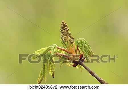 "Horse Chestnut (Aesculus hippocastanum), leaves and flower buds, North Rhine-Westphalia, Germany, Europe" View Large Photo Image Stock Image - "Horse Chestnut (Aesculus hippocastanum), leaves and flower buds, North Rhine-Westphalia, Germany, Europe". Fotosearch