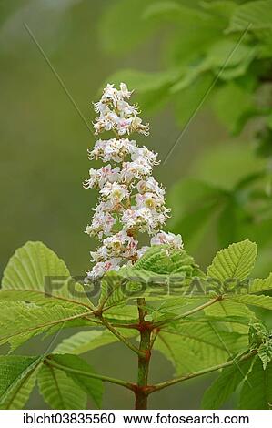 "Horse-chestnut (Aesculus hippocastanum), inflorescence, North Rhine-Westphalia, Germany, Europe" View Large Photo Image Stock Image - "Horse-chestnut (Aesculus hippocastanum), inflorescence, North Rhine-Westphalia, Germany, Europe". Fotosearch