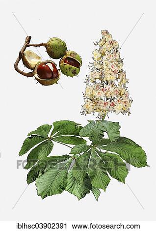 "Horse Chestnut (Aesculus hippocastanum), illustration" View Large Photo Image Stock Image - "Horse Chestnut (Aesculus hippocastanum), illustration". Fotosearch