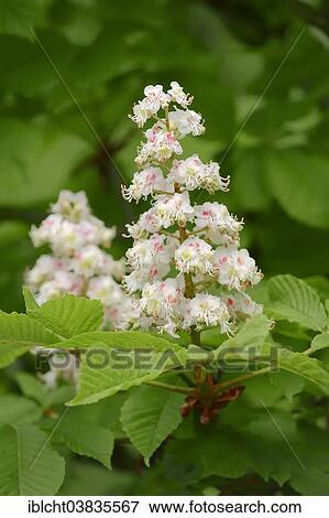 "Horse-chestnut (Aesculus hippocastanum), inflorescence, North Rhine-Westphalia, Germany, Europe" View Large Photo Image Stock Photo - "Horse-chestnut (Aesculus hippocastanum), inflorescence, North Rhine-Westphalia, Germany, Europe". Fotosearch