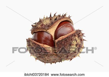 "Horse Chestnut or Conker Tree (Aesculus hippocastanum), chestnut" View Large Photo Image Picture - "Horse Chestnut or Conker Tree (Aesculus hippocastanum), chestnut". Fotosearch