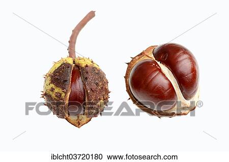 "Horse Chestnut or Conker Tree (Aesculus hippocastanum), chestnuts" View Large Photo Image Stock Image - "Horse Chestnut or Conker Tree (Aesculus hippocastanum), chestnuts". Fotosearch