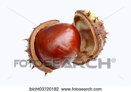 "Horse Chestnut or Conker Tree (Aesculus hippocastanum), chestnut" View Large Photo Image Stock Image - "Horse Chestnut or Conker Tree (Aesculus hippocastanum), chestnut". Fotosearch
