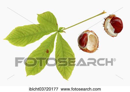 "Horse Chestnut or Conker Tree (Aesculus hippocastanum), chestnuts and a leaf" View Large Photo Image Stock Photo - "Horse Chestnut or Conker Tree (Aesculus hippocastanum), chestnuts and a leaf". Fotosearch