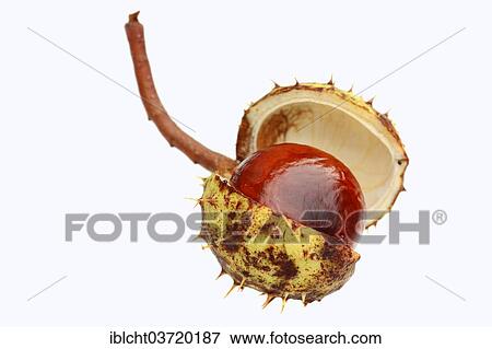 "Horse Chestnut or Conker Tree (Aesculus hippocastanum), chestnut" View Large Photo Image Stock Photo - "Horse Chestnut or Conker Tree (Aesculus hippocastanum), chestnut". Fotosearch