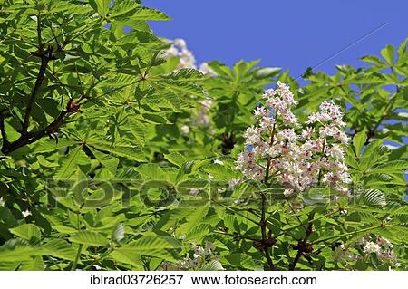 "Horse Chestnut or Conker Tree (Aesculus hippocastanum), Slavonia, Croatia, Europe" View Large Photo Image Stock Photo - "Horse Chestnut or Conker Tree (Aesculus hippocastanum), Slavonia, Croatia, Europe". Fotosearch