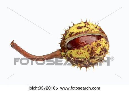 "Horse Chestnut or Conker Tree (Aesculus hippocastanum), chestnut" View Large Photo Image Stock Photography - "Horse Chestnut or Conker Tree (Aesculus hippocastanum), chestnut". Fotosearch