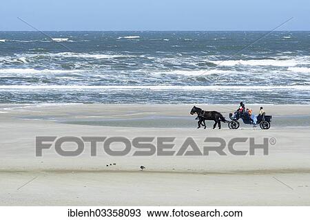 "Horse-drawn carriage on a beach, Juist, East Frisian Islands, East Frisia, Lower Saxony, Germany, Europe" View Large Photo Image Stock Image - "Horse-drawn carriage on a beach, Juist, East Frisian Islands, East Frisia, Lower Saxony, Germany, Europe". Fotosearch