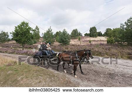 Stock Photography - "Horse-drawn carriage on Lueneburg Heath, moorland landscape, Lower Saxony, Germany, Europe". Fotosearch
