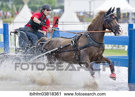"Horse-drawn carriage passing through a water ditch, carriage driving championships, International Pony Driving Event, Minden, North Rhine-Westphalia, Germany, Europe" View Large Photo Image Stock Image - "Horse-drawn carriage passing through a water ditch, carriage driving championships, International Pony Driving Event, Minden, North Rhine-Westphalia, Germany, Europe". Fotosearch