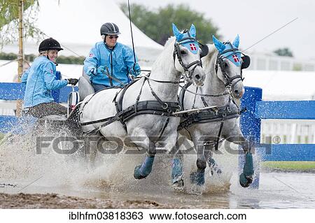 "Horse-drawn carriage passing through a water ditch, carriage driving championships, International Pony Driving Event, Minden, North Rhine-Westphalia, Germany, Europe" View Large Photo Image Stock Image - "Horse-drawn carriage passing through a water ditch, carriage driving championships, International Pony Driving Event, Minden, North Rhine-Westphalia, Germany, Europe". Fotosearch