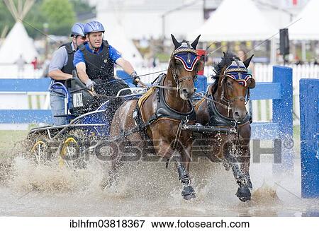 "Horse-drawn carriage passing through a water ditch, carriage driving championships, International Pony Driving Event, Minden, North Rhine-Westphalia, Germany, Europe" View Large Photo Image Stock Photo - "Horse-drawn carriage passing through a water ditch, carriage driving championships, International Pony Driving Event, Minden, North Rhine-Westphalia, Germany, Europe". Fotosearch
