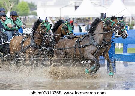 "Horse-drawn carriage passing through a water ditch, carriage driving championships, International Pony Driving Event, Minden, North Rhine-Westphalia, Germany, Europe" View Large Photo Image Stock Photo - "Horse-drawn carriage passing through a water ditch, carriage driving championships, International Pony Driving Event, Minden, North Rhine-Westphalia, Germany, Europe". Fotosearch