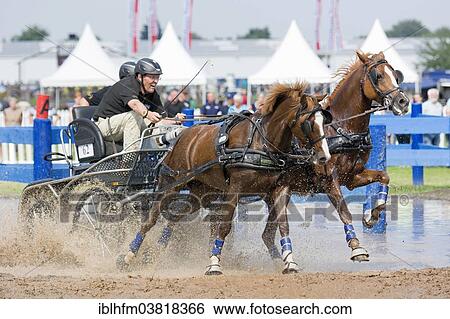 Stock Photograph - "Horse-drawn carriage passing through a water ditch, carriage driving championships, International Pony Driving Event, Minden, North Rhine-Westphalia, Germany, Europe". Fotosearch