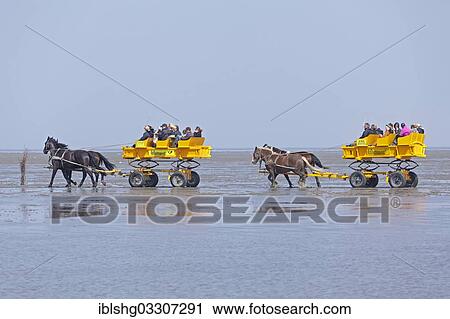 "Horse-drawn carriage tour through the mudflats, Duhnen, Cuxhaven, Lower Saxony, Germany, Europe" View Large Photo Image Stock Image - "Horse-drawn carriage tour through the mudflats, Duhnen, Cuxhaven, Lower Saxony, Germany, Europe". Fotosearch