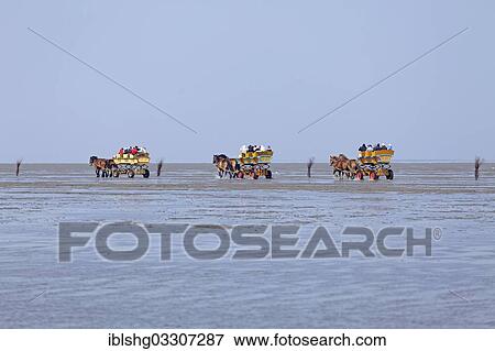 "Horse-drawn carriage tour through the mudflats, Duhnen, Cuxhaven, Lower Saxony, Germany, Europe" View Large Photo Image Stock Photo - "Horse-drawn carriage tour through the mudflats, Duhnen, Cuxhaven, Lower Saxony, Germany, Europe". Fotosearch