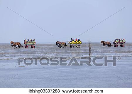 "Horse-drawn carriage tour through the mudflats, Duhnen, Cuxhaven, Lower Saxony, Germany, Europe" View Large Photo Image Stock Photo - "Horse-drawn carriage tour through the mudflats, Duhnen, Cuxhaven, Lower Saxony, Germany, Europe". Fotosearch