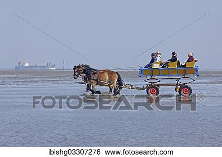 Stock Photograph - "Horse-drawn carriage tour through the mudflats, Duhnen, Cuxhaven, Lower Saxony, Germany, Europe". Fotosearch