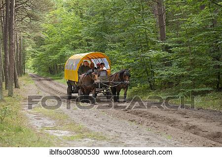 "Horse-drawn carriage with passengers in a forest, Darss, Bodden Landscape of Vorpommern National Park, Mecklenburg-Western Pomerania, Germany, Europe" View Large Photo Image Stock Image - "Horse-drawn carriage with passengers in a forest, Darss, Bodden Landscape of Vorpommern National Park, Mecklenburg-Western Pomerania, Germany, Europe". Fotosearch
