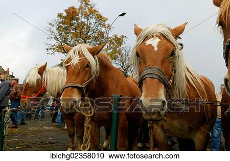 "Horse fair at Fay sur Lignon, Monts du Mezenc et du Meygal, Haute Loire, Auvergne, France, Europe" View Large Photo Image Stock Image - "Horse fair at Fay sur Lignon, Monts du Mezenc et du Meygal, Haute Loire, Auvergne, France, Europe". Fotosearch
