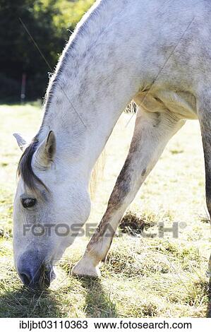 "Horse grazing on a pasture, Germany, Europe" View Large Photo Image Stock Image - "Horse grazing on a pasture, Germany, Europe". Fotosearch