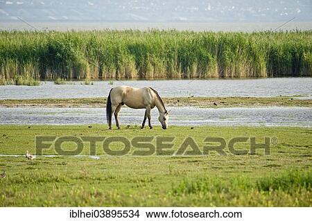 "Horse grazing on the lake, Lake Neusiedl, Burgenland, Austria, Europe" View Large Photo Image Picture - "Horse grazing on the lake, Lake Neusiedl, Burgenland, Austria, Europe". Fotosearch
