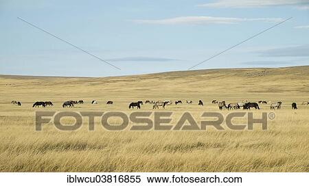 "Horse herd in the steppe landscape, Khovsgol Aimag, Mongolia, Asia" View Large Photo Image Stock Photography - "Horse herd in the steppe landscape, Khovsgol Aimag, Mongolia, Asia". Fotosearch