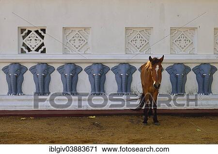 "Horse in front of the wall of a Buddhist shrine decorated with elephants, UNESCO World Heritage Site, Galle Fort, Galle, Southern Province, Sri Lanka, Asia" View Large Photo Image Stock Image - "Horse in front of the wall of a Buddhist shrine decorated with elephants, UNESCO World Heritage Site, Galle Fort, Galle, Southern Province, Sri Lanka, Asia". Fotosearch