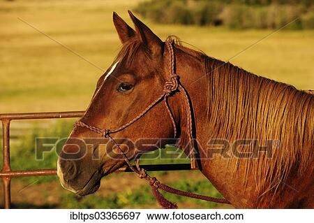 "Horse in profile, portrait, Saskatchewan Province, Canada, North America" View Large Photo Image Stock Photo - "Horse in profile, portrait, Saskatchewan Province, Canada, North America". Fotosearch