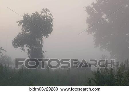 Stock Image - "Horse in the morning mist over a meadow, near Galkowo, Warmian-Masurian Voivodeship or Warmia-Masuria Province, Poland, Europe". Fotosearch