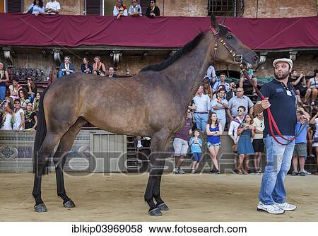 "Horse is presented to the spectators and supporters after the Palio di Siena, Piazza del Campo, Siena, Tuscany, Italy, Europe" View Large Photo Image Stock Photo - "Horse is presented to the spectators and supporters after the Palio di Siena, Piazza del Campo, Siena, Tuscany, Italy, Europe". Fotosearch