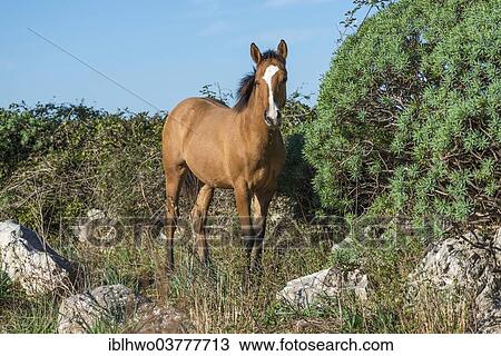Stock Image - "Horse, mare standing on rocky terrain, Parco delle Madonie, Madonie Regional Natural Park, near Collesano, Province of Palermo, Sicily, Italy, Europe". Fotosearch