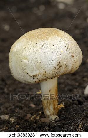 "Horse Mushroom (Agaricus arvensis), North Rhine-Westphalia, Germany, Europe" View Large Photo Image Stock Image - "Horse Mushroom (Agaricus arvensis), North Rhine-Westphalia, Germany, Europe". Fotosearch