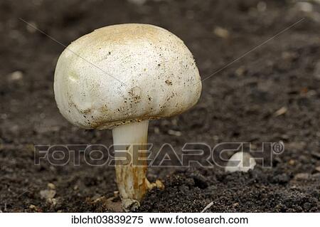 Stock Photography - "Horse Mushroom (Agaricus arvensis), North Rhine-Westphalia, Germany, Europe". Fotosearch