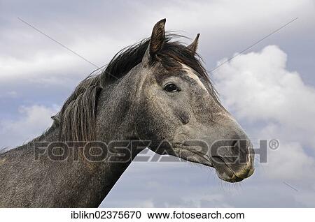 Stock Image - "Horse on a pasture, portrait, PublicGround". Fotosearch