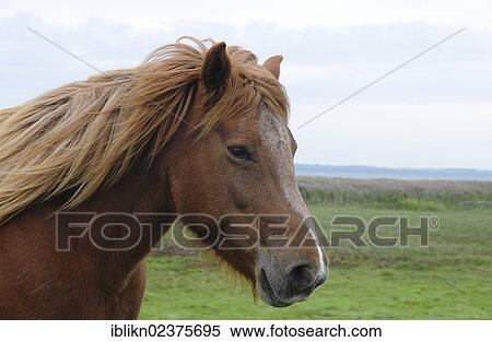"Horse on a pasture, portrait, PublicGround" View Large Photo Image Stock Photography - "Horse on a pasture, portrait, PublicGround". Fotosearch