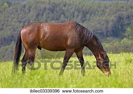 "Horse on a pasture, Tyrol, Austria, Europe" View Large Photo Image Stock Photograph - "Horse on a pasture, Tyrol, Austria, Europe". Fotosearch