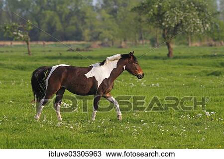 "Horse, pinto horse walking on a spring meadow, Germany, Europe" View Large Photo Image Stock Image - "Horse, pinto horse walking on a spring meadow, Germany, Europe". Fotosearch
