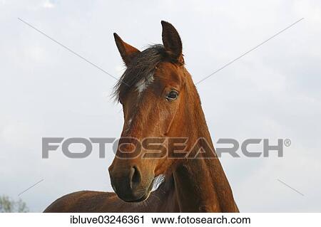 "Horse, portrait, Germany, Europe" View Large Photo Image Stock Image - "Horse, portrait, Germany, Europe". Fotosearch