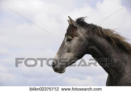 "Horse, portrait, PublicGround" View Large Photo Image Stock Image - "Horse, portrait, PublicGround". Fotosearch
